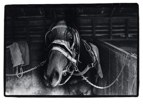 GLENN JOWITT untitled