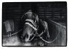 GLENN JOWITT untitled