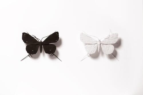 ELIZABETH THOMPSON Two Black and Whites