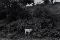 MAX OETTLI Kings Road Viti Levu 1974