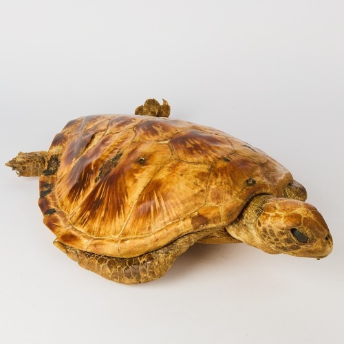 A Taxidermy Turtle