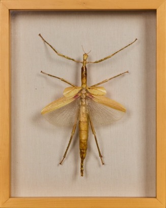 A Taxidermy Stick Insect