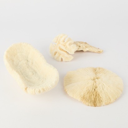 Three Pieces of Coral