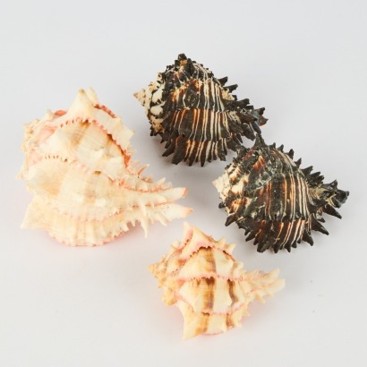 Four Seashells