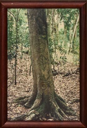 A Vintage Chatham Island Rakau Caving Photograph