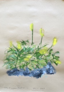 STEVEN HEMMENS California Poppies