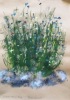 STEVEN HEMMENS Cornflowers