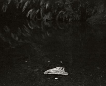 HANNAH ROSE ARNOLD River Cage (on the 309)