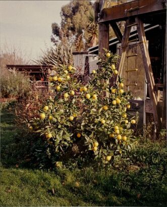 SAMSON DELL Lemon Tree
