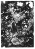 BELINDA WHITTA upon reaching through the veil