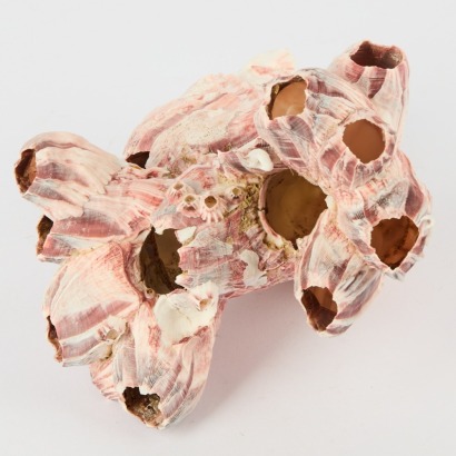 A Barnacle Aggregation