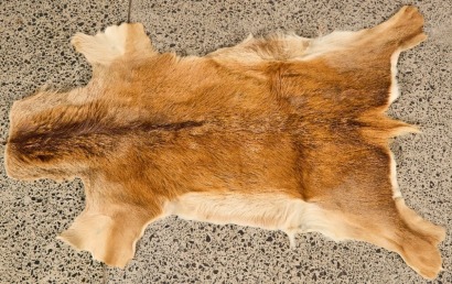 A Goat Hide