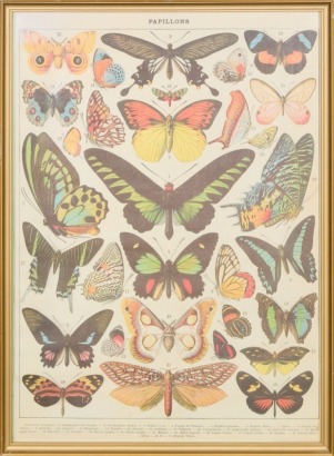 A Vintage Framed Butterfly Print