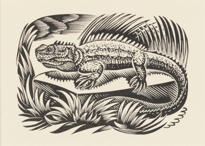 E. MERVYN TAYLOR Tuatara