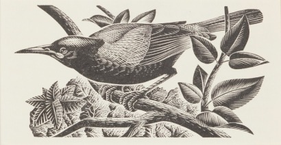E. MERVYN TAYLOR Tieke Saddleback