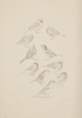 RAYMOND HARRIS-CHING House Sparrows (Passer Domesticus)