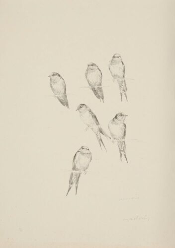 RAYMOND HARRIS-CHING Welcome Swallow (Hirundo Neoxena)