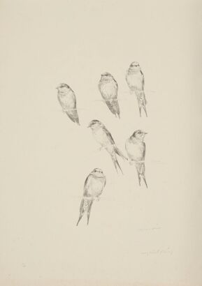 RAYMOND HARRIS-CHING Welcome Swallow (Hirundo Neoxena)