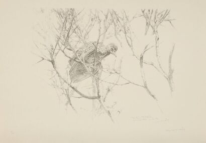 RAYMOND HARRIS-CHING Nankeen Night Heron (Nycticorax Caledonicus)