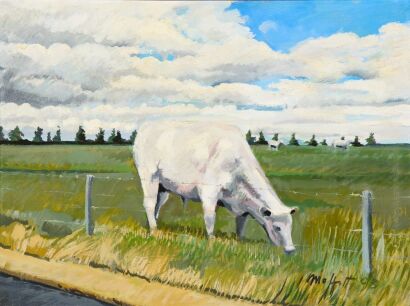 TREVOR MOFFIT Charolais Steer Paddock, Canterbury Paddock Series