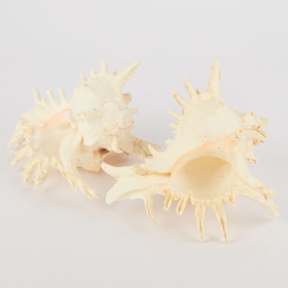 A Pair of White Ramose Murex Seashells