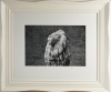 PETER PERYER The Lion, Copenhagen - 2