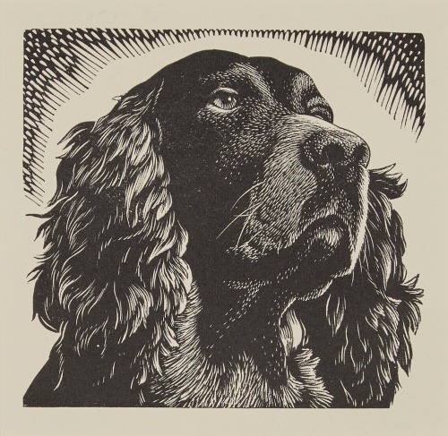 E. MERVYN TAYLOR Spaniel