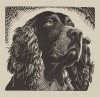E. MERVYN TAYLOR Spaniel