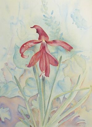 RITA ANGUS Orchid (BNZ Multiple)