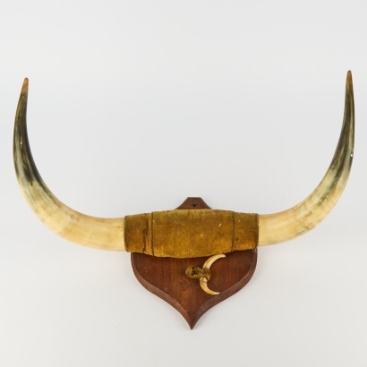 An Antique Mounted Bull Horn