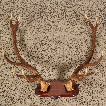 A Large Antique Pair of 12-Point Deer Antlers