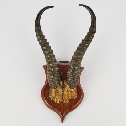 An Antique Pair of Mounted Springbok Antlers