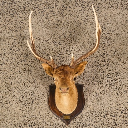 An Antique Mounted Taxidermy Stag Head with Plaque 'Southead Kaipara 1904'