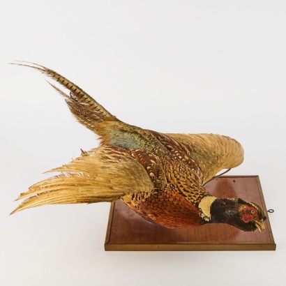 An Antique Mounted Taxidermy Pheasant