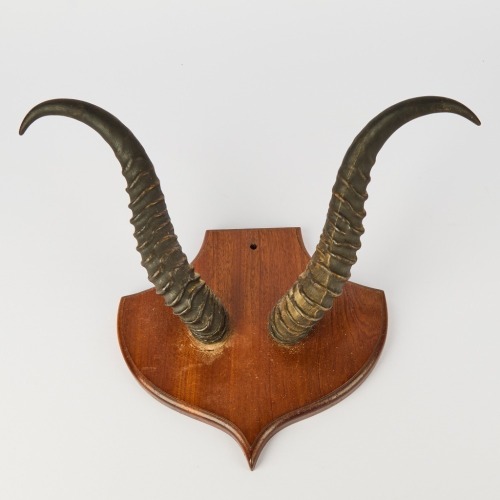 An Antique Pair of Mounted Springbok Antlers