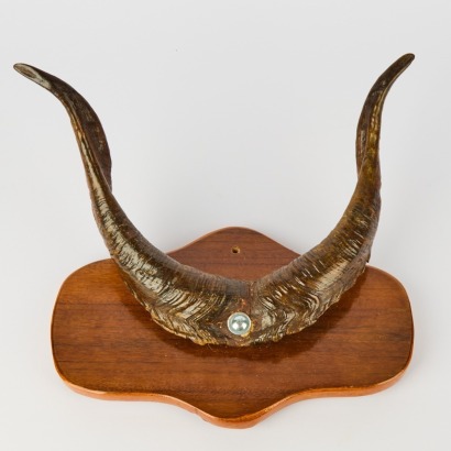 An Antique Set of Mounted Tur Horns