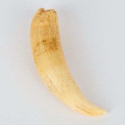 An Antique Sperm Whale Tooth
