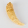 An Antique Sperm Whale Tooth