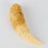 An Antique Sperm Whale Tooth