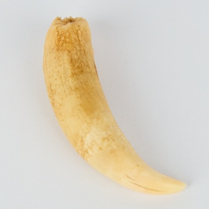 An Antique Sperm Whale Tooth