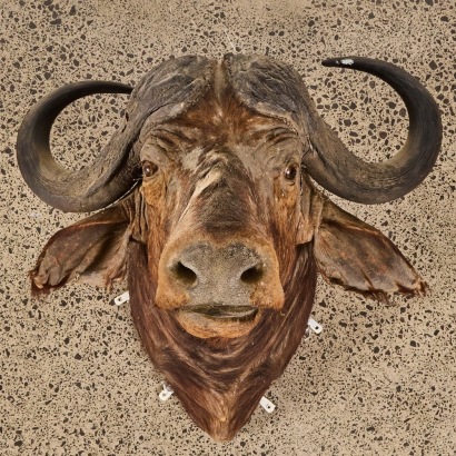 An Antique Taxidermy African Water Buffalo Head