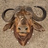An Antique Taxidermy African Water Buffalo Head