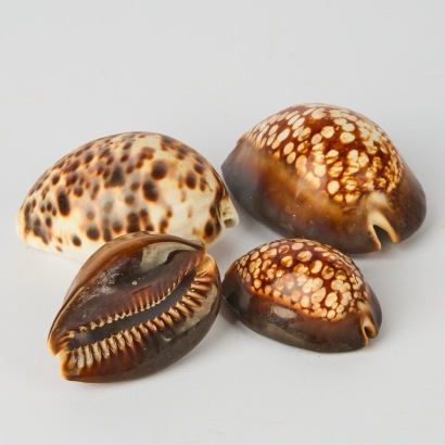 A Set of Four Humpback Cowrie Shells