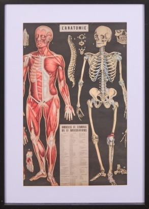 A Framed Antique Style Anatomical Chart