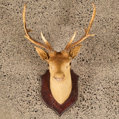 An Antique Mounted Taxidermy Buck Head