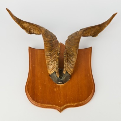 An Antique Pair of Mounted Catalina Goat Antlers