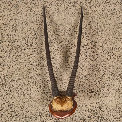 An Antique Pair of Mounted African Oryx Antlers
