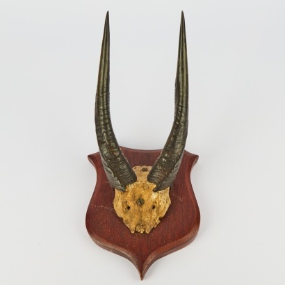An Antique Pair of Mounted Blesbok Antlers