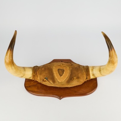 An Antique Mounted Bull Horn