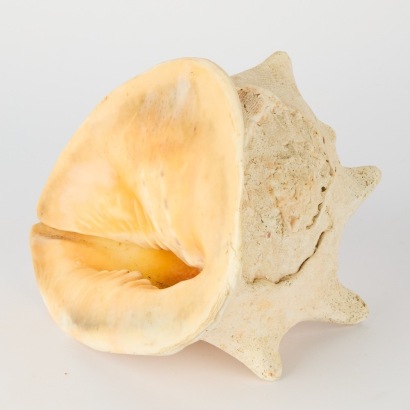 A Large Conch Shell